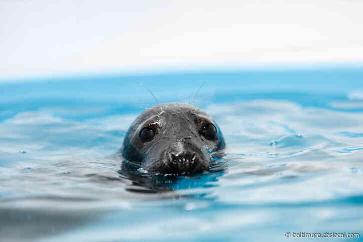 National Aquarium Rescues Gray Seal Along Assateague State Park Shoreline