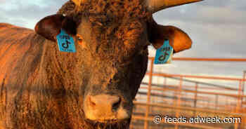 How Professional Bull Riding Is Grabbing TikTok by the Horns