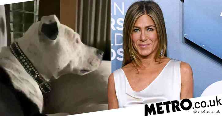 Jennifer Aniston and dog Sophie join Kim Kardashian and Kaley Cuoco in Bachelor finale obsession