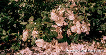 A Garden Grows in Somerset