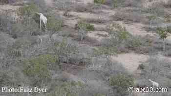 Last female white giraffe, calf killed in Kenya by poachers