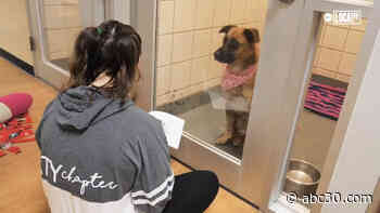 Kids practice reading and vocabulary skills with storytime for shelter animals