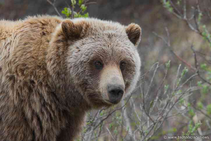 Technocracy Rising: The Trojan Bear Of Global Transformation