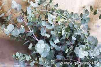 Dit boompje kan als je niet goed snoeit een woudreus worden