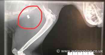 Vets treats three cats shot with pellet guns in Ammanford and Llandeilo in just two weeks