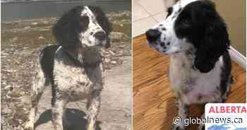 Jeep stolen from southern Alberta with owner’s dog inside: RCMP