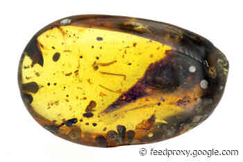 A Tiny Skull Trapped in Amber Reveals One of the Smallest Dinosaurs on Record