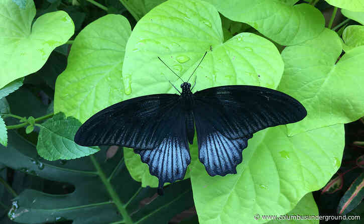 Mega Weekend – Blooms & Butterflies, Wild & Wonder, Fright Club