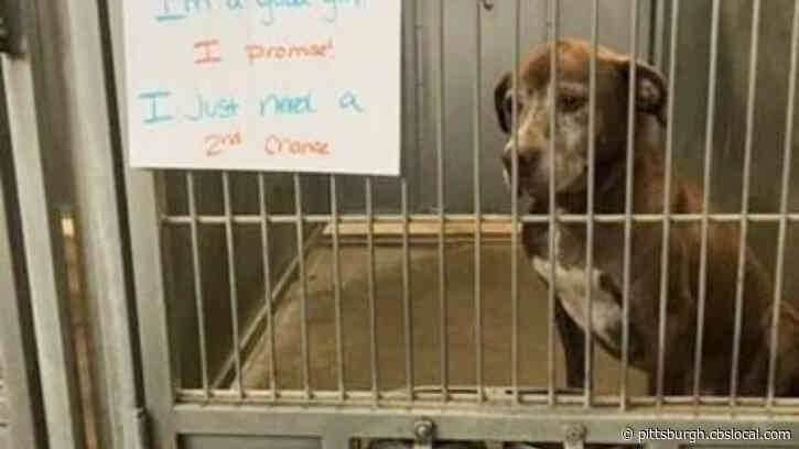 Dog Waiting 7 Years For Adoption Pleads For ‘2nd Chance’ On Social Media
