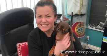 The amazing story of how tiny Flo the sausage dog puppy was found after two nights lost on the Metrobus track