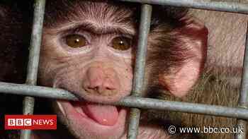 Diego the baby baboon that took Welsh rescuers by surprise