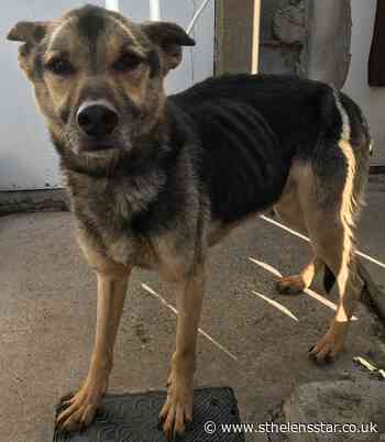 Appeal for information after severely emaciated stray dog found in St Helens - St Helens Star