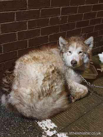 Husky dog left outside police station now with St Helens dog warden - St Helens Star