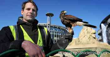 Sunderland Council brings in hawk to scare away aggressive seagulls from the city centre
