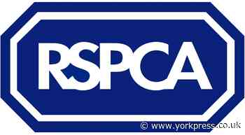 CORONAVIRUS: RSPCA animal home in York moves to appointment only system