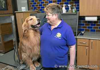 Pet Tales: Daniel didn't win at Westminster, but he's still golden