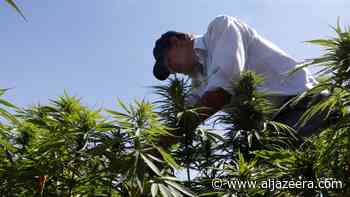 Lebanon set to legalise medical, industrial cannabis cultivation - Aljazeera.com