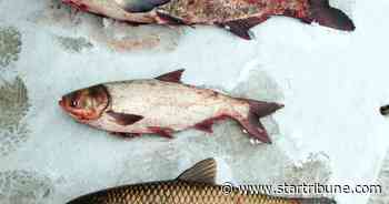 Record 51 Asian carp caught in Minnesota, a sign the fish may have established permanent populations