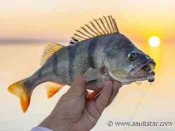 Perch derby scrubbed, concert postponed