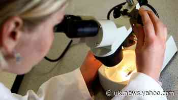 Coronavirus: Scientists question Government policy on herd immunity