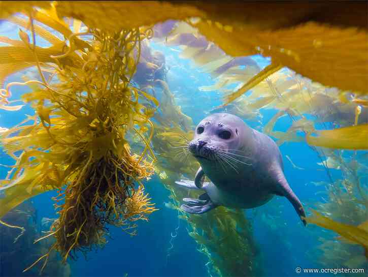 Laguna Bluebelt photo contest celebrates the shoreline