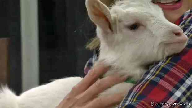 Stampede cancels Aggie Days, Chuckwagon Canvas Auction