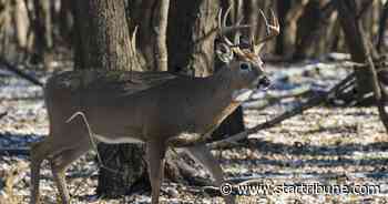 Minnesota confirms five more cases of chronic wasting disease, including one wild deer