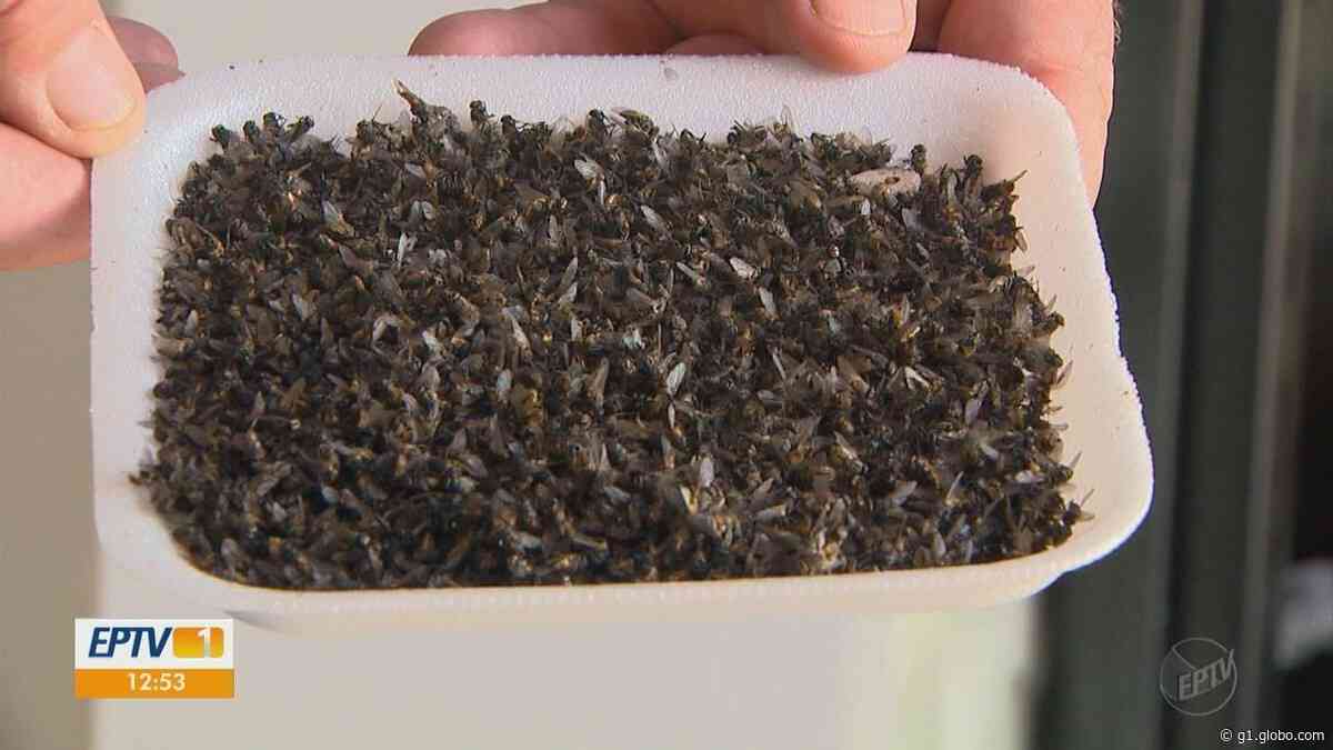 Moradores de Mococa sofrem com infestação de moscas: 'situação está precária', diz confeiteira - G1