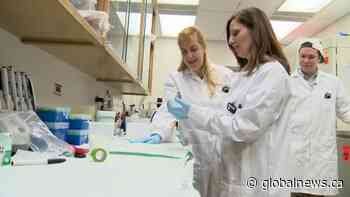 USask researchers find some fungi thrive in radiation, can be trained to sense it