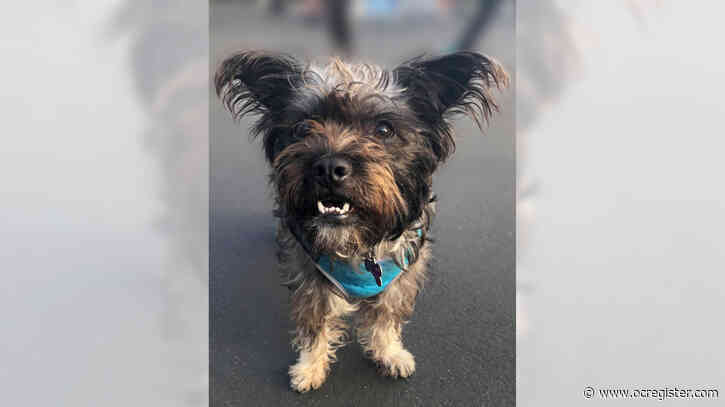 Sweet, shy terrier Dawn is a big snuggler