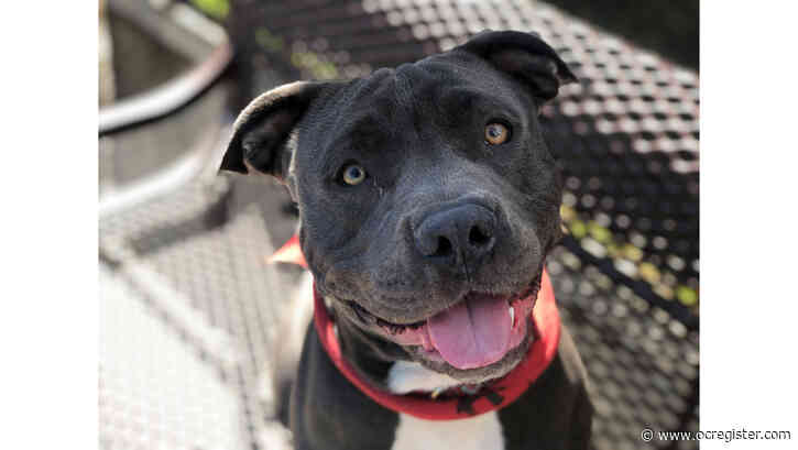Sweet pit bull Dolly is ready for your lap – or at least your couch