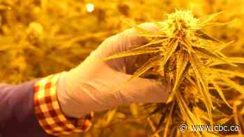 Job losses hitting Atholville cannabis producer, Zenabis - CBC.ca