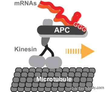 How the Brain Shuttles Genetic Code Within Its Cells to Grow and Create Memories