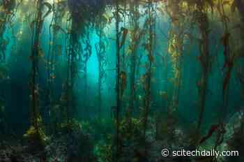 Remote South American Kelp Forests Surveyed for First Time Since 1973 – And They Are “Pristine”
