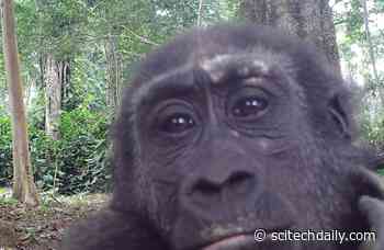 Study Finds Western Gorillas Are Territorial and Their Behavior Is Very Similar to Our Own