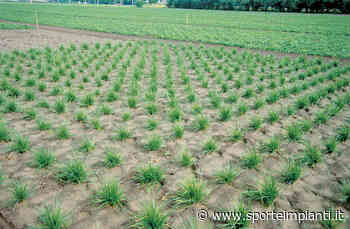 Speciale: Erba naturale per lo sport – La composizione floristica - Sport&Impianti - Sport e Impianti - sporteimpianti.it