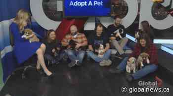 SCARS adoptable pets: Puppy-mania edition