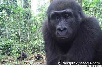 Western Gorillas’ Territorial Behaviors Suggest Their Social World Is More Complex Than We Thought