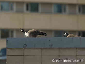 Edmonton weather: Do you need more reasons to stay inside? - Edmonton Sun