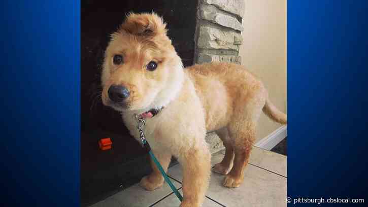 This Adorable ‘Unicorn’ Pup Has Become A Star On Instagram And TikTok