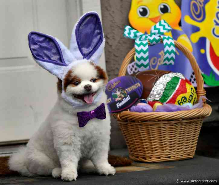 Vying to become the next Cadbury Easter Bunny, Surf City pooch needs your votes