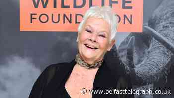 Dame Judi Dench purrs like cat in ‘public service poem’ to help hand washing