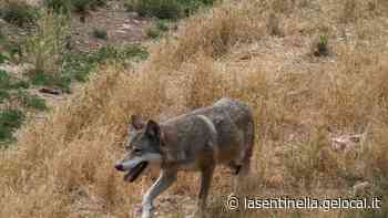 Anche a Fiorano e Lessolo scatta l'allarme per i lupi ibridi - La Sentinella del Canavese