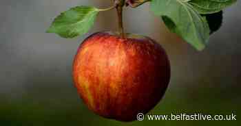 Belfast streets could soon be bearing free fruit - Belfast Live