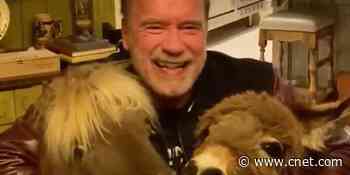Arnold Schwarzenegger, donkey and pony offer coronavirus advice     - CNET
