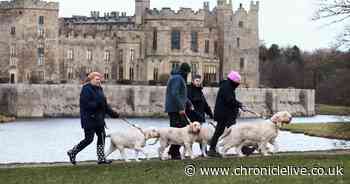 Hundreds turn out for the Great British Dog Walk in County Durham