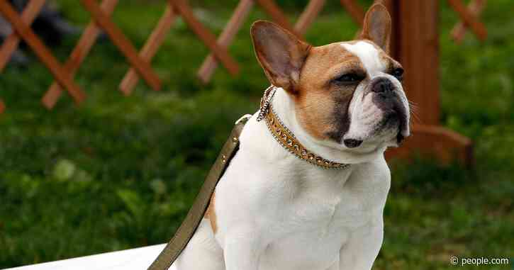 Dog Star of Modern Family 'Worked Her Butt Off' for 9 Seasons Before Dying, Owner Says
