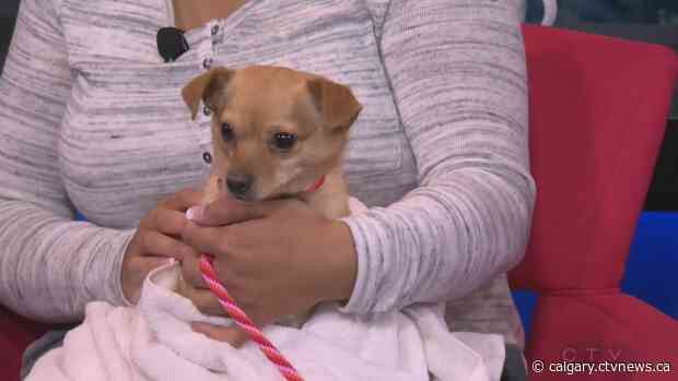 Humane Society closed to public but open for animals