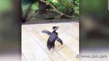 Penguin touring aquarium gives internet much-needed break