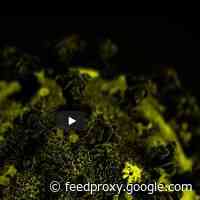 Naomi Klein: Crises Can Be Opportunities For Systemic Change